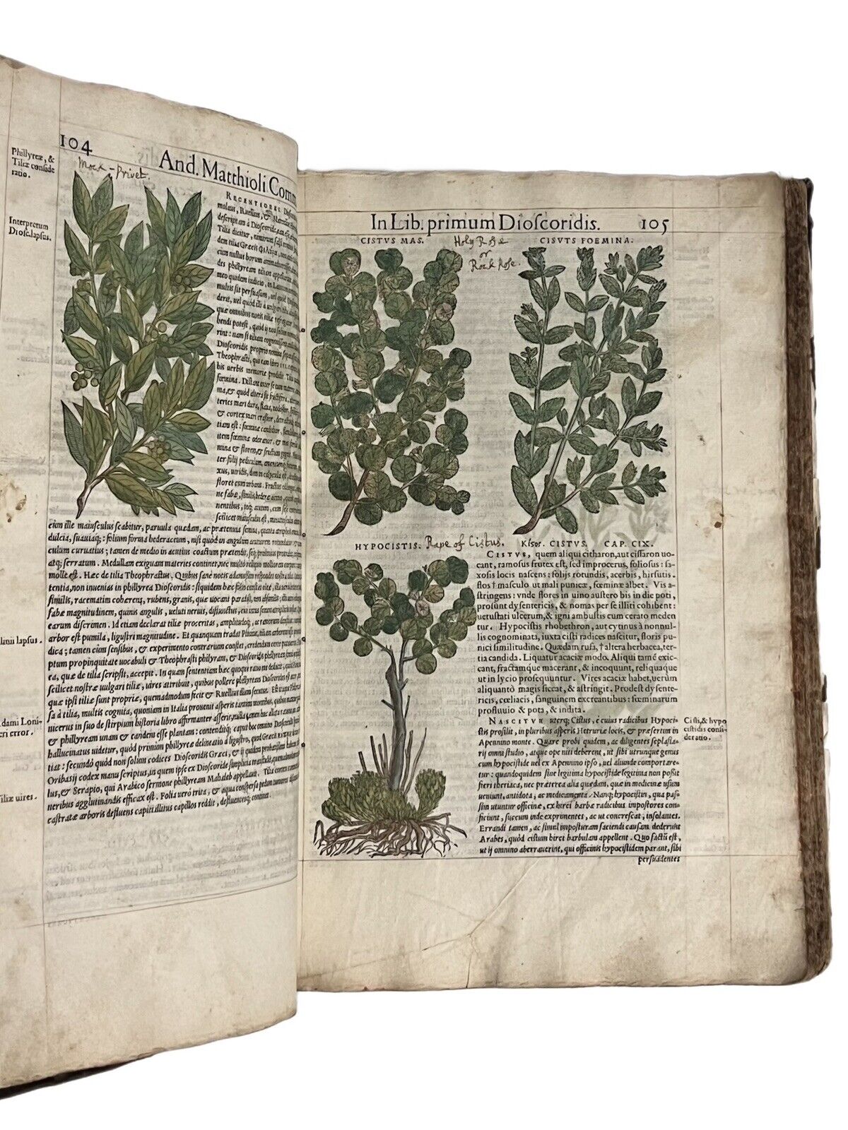 Pietro Andrea Mattioli Herbal 1554 Hand Coloured Woodcuts