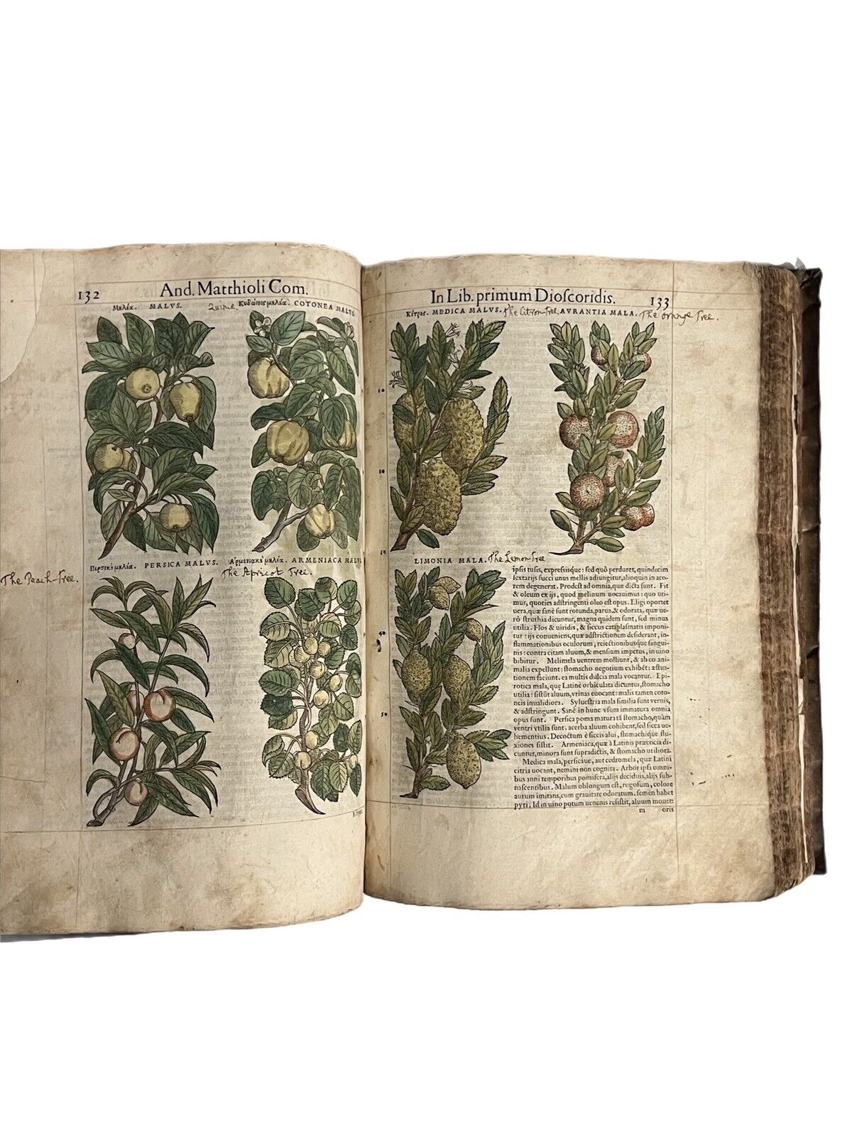 Pietro Andrea Mattioli Herbal 1554 Hand Coloured Woodcuts