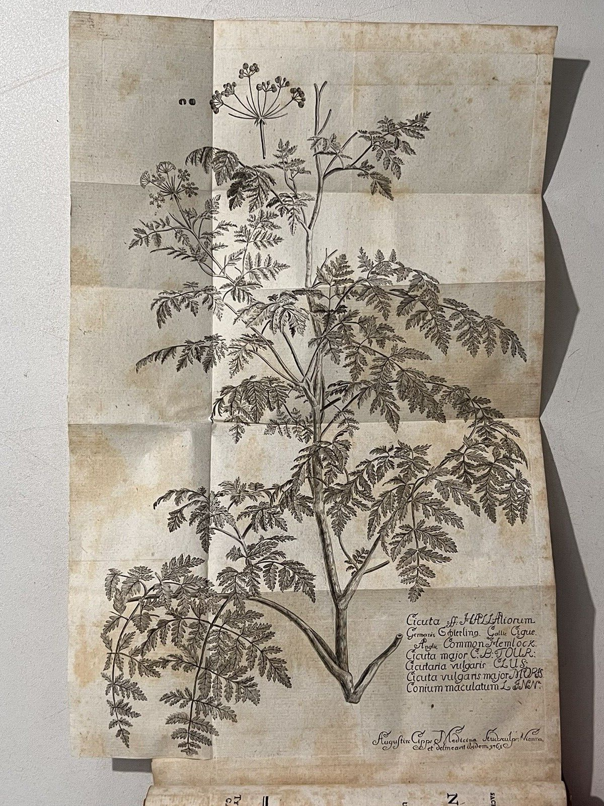 The Medical Uses of Hemlock by Antonius Störck 1769