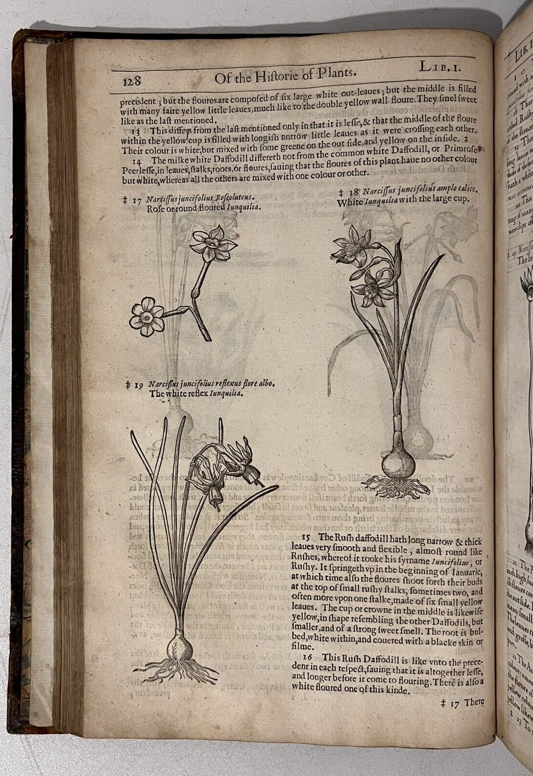 John Gerard's Herbal 1636